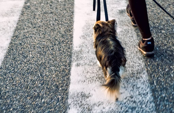 Hund an der Leine auf Zebrastreifen - Foto, Bild