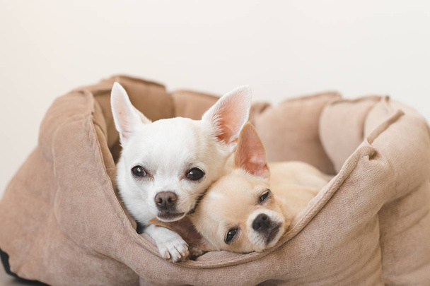 Two lovely, cute and beautiful domestic breed mammal chihuahua puppies friends lying, relaxing in dog bed. Pets resting, sleeping together. Pathetic and emotional portrait. Father and daughter photo. - Foto, Imagem
