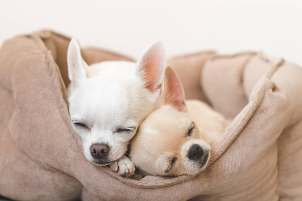 Two lovely, cute and beautiful domestic breed mammal chihuahua puppies friends lying, relaxing in dog bed. Pets resting, sleeping together. Pathetic and emotional portrait. Father and daughter photo. - Photo, Image