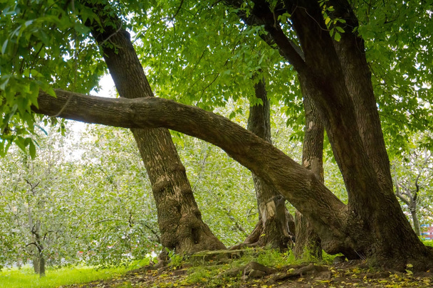 Zelená nakřivo stromy v parku - Fotografie, Obrázek