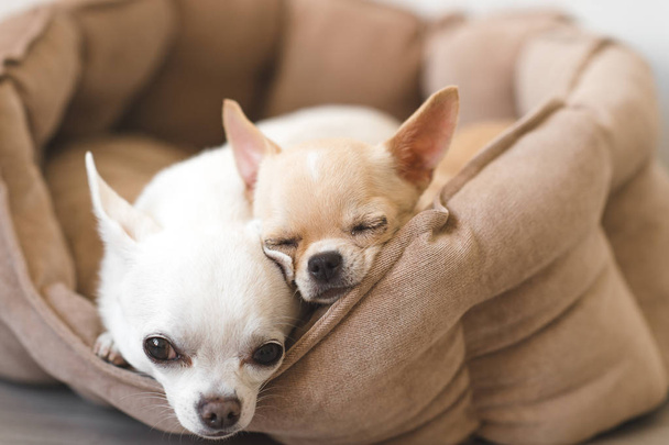 Two lovely, cute and beautiful domestic breed mammal chihuahua puppies friends lying, relaxing in dog bed. Pets resting, sleeping together. Pathetic and emotional portrait. Father and daughter photo. - Fotó, kép