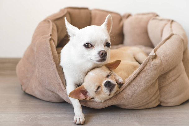 Two lovely, cute and beautiful domestic breed mammal chihuahua puppies friends lying, relaxing in dog bed. Pets resting, sleeping together. Pathetic and emotional portrait. Father hugs liitle daughter - Photo, image