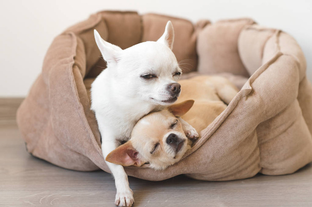 Two lovely, cute and beautiful domestic breed mammal chihuahua puppies friends lying, relaxing in dog bed. Pets resting, sleeping together. Pathetic and emotional portrait. Father hugs liitle daughter - Foto, Imagem