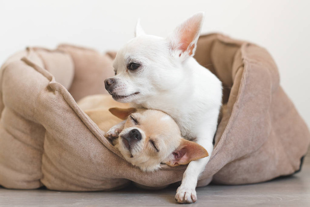 Two lovely, cute and beautiful domestic breed mammal chihuahua puppies friends lying, relaxing in dog bed. Pets resting, sleeping together. Pathetic and emotional portrait. Father hugs liitle daughter - Φωτογραφία, εικόνα