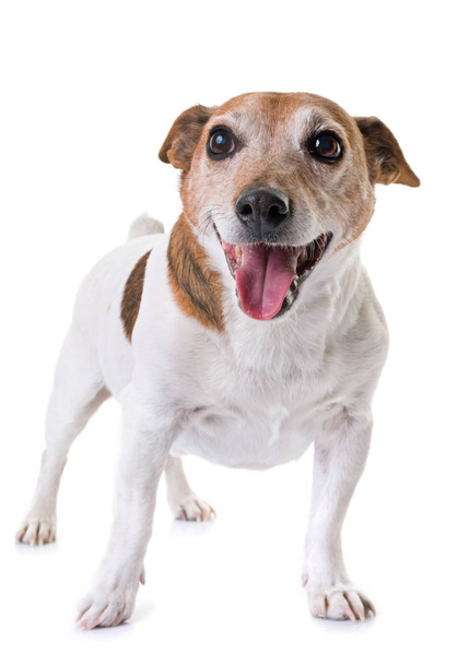 Viejo Jack Russel Terrier
 - Foto, imagen