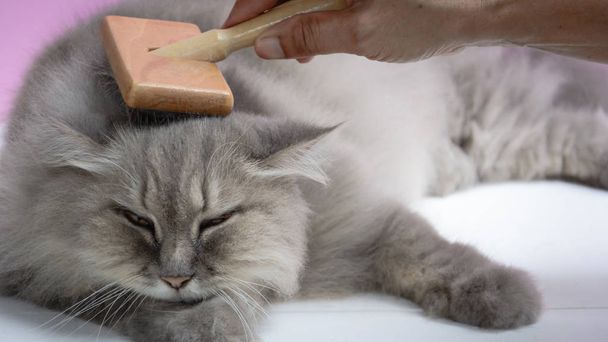 Cepille el peine de piel de gato sobre una mesa de madera
 - Foto, imagen