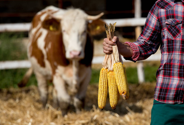 Onun arkasında inek ile mısır koçanı ile çiftçi - Fotoğraf, Görsel