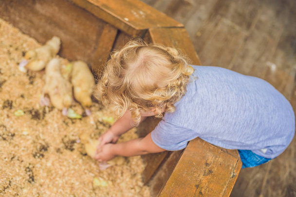 Kleuter meisje speelt met de kuikens in de kinderboerderij - Foto, afbeelding