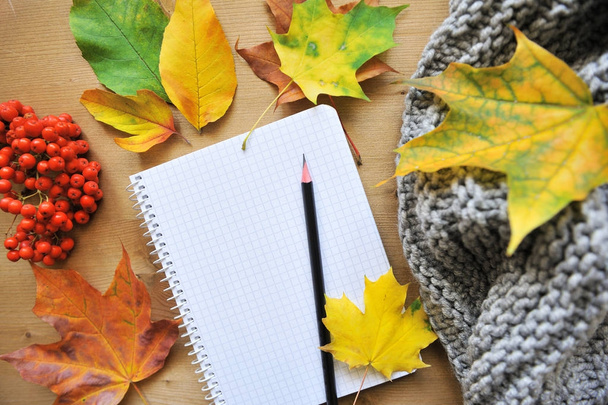 autumn composition background - Foto, Imagem