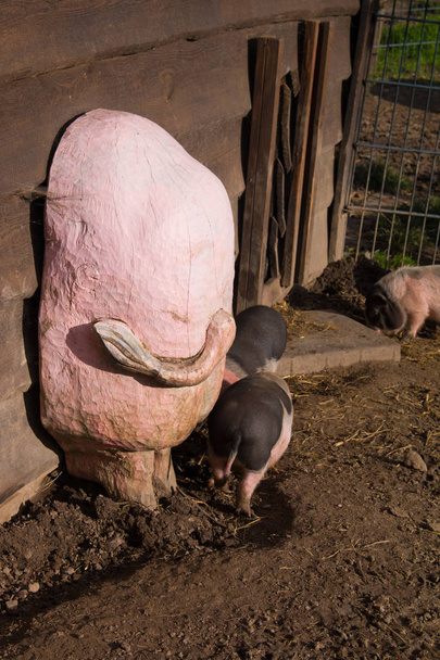 Groep van grote varkens eten buiten op de ranch. - Foto, afbeelding