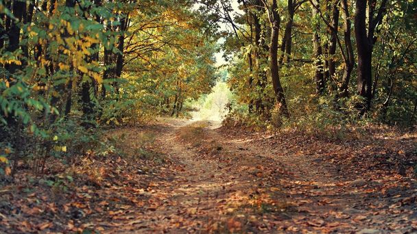 Camino en el bosque a principios de otoño
 - Foto, imagen