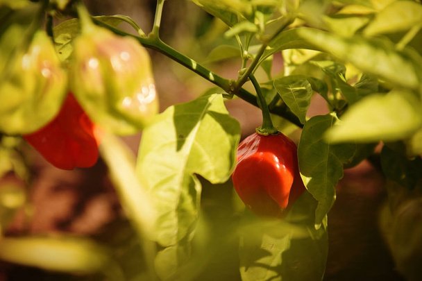 Kypsä punainen habanero paprikat oksat
   - Valokuva, kuva