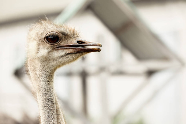 Grown ostrich on farm - Фото, зображення