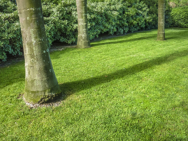Grass and Trees Background - Photo, image
