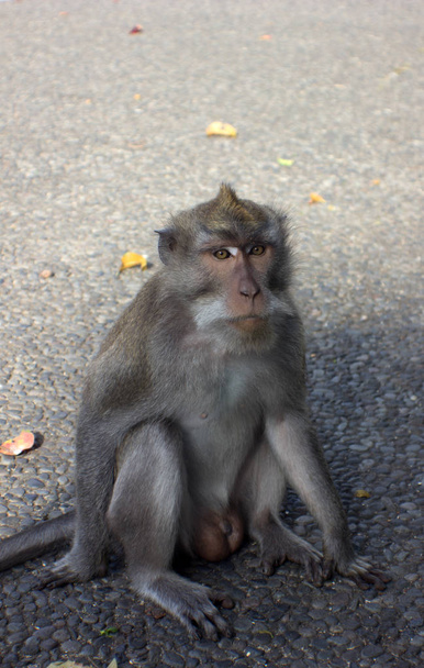 floresta de macacos sagrados
  - Foto, Imagem