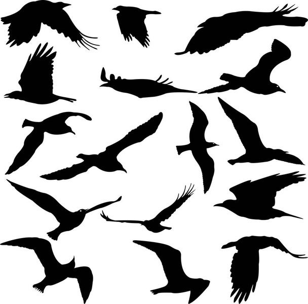 Коллекция силуэтов птиц - вектор
 - Вектор,изображение