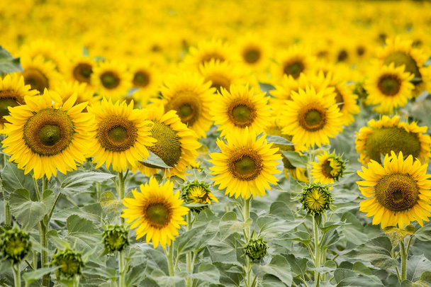 Field with young sunflowers. - Photo, Image