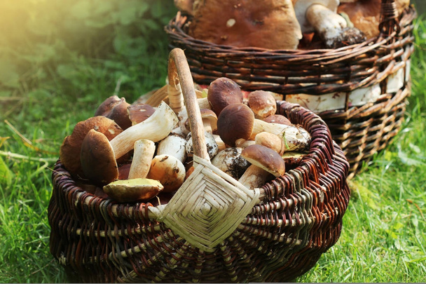 Kosz pełen świeżych grzybów borowikowych w lesie - Zdjęcie, obraz