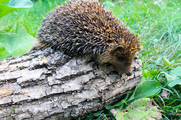 Hedgehog lokissa
 - Valokuva, kuva