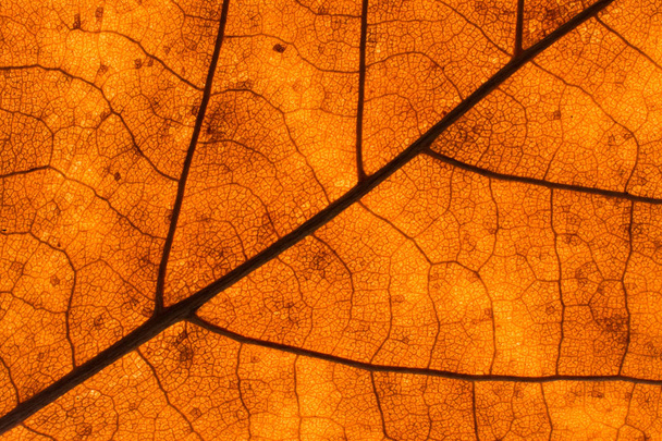 Texture d'une feuille morte en automne
 - Photo, image