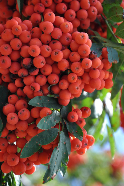 Fruits of rowan berries mountain ash tree - Photo, Image