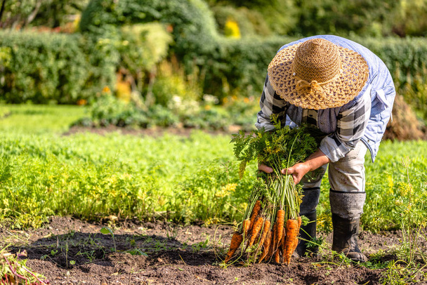 Farmer with harvested vegetables, organic food and healthy lifes - Fotoğraf, Görsel