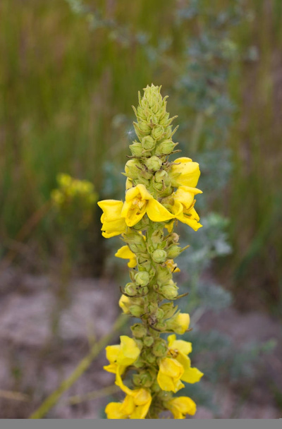 Verbascum densiflorum gele wilde plant. Een andere naam dichte bloem toorts - Foto, afbeelding
