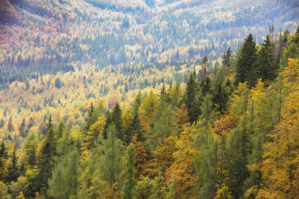 Colorful deciduous and coniferous trees in the magic forest. - Photo, Image