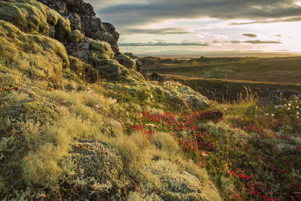 A stony slope covered with moss and different plantimage of the tundra  - 写真・画像