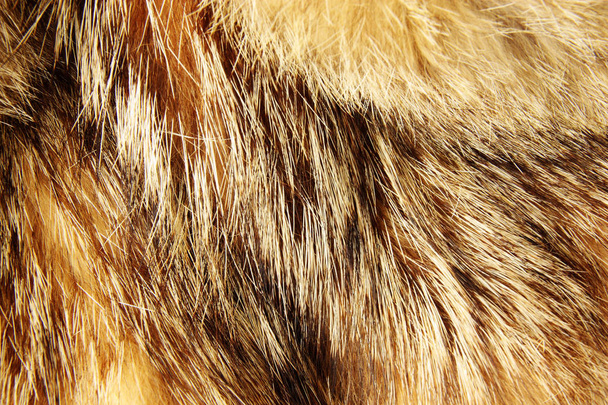 Textuur van wasbeer bont - Foto, afbeelding