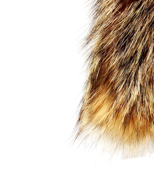 Textura de piel de mapache aislada
  - Foto, Imagen
