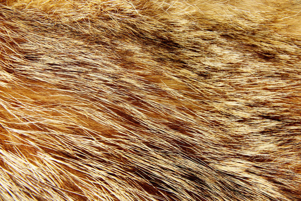 Текстура меха енота
 - Фото, изображение