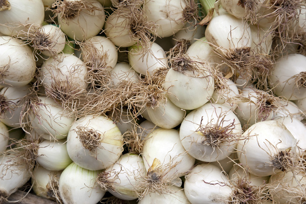 Spring Onions - Photo, Image