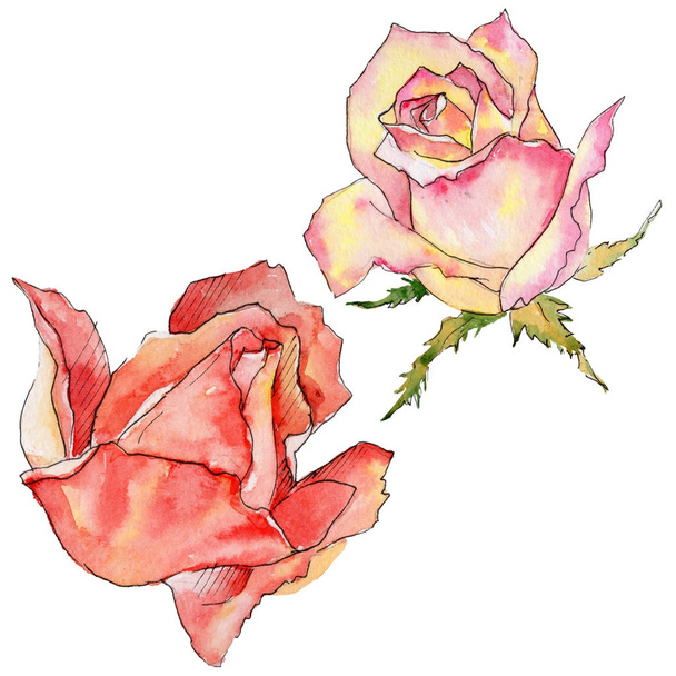 Wildflower rose flower in a watercolor style isolated. - Фото, изображение