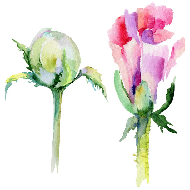 Wildflower poppy bloem in een aquarel stijl geïsoleerd. - Foto, afbeelding