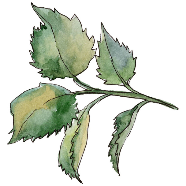 Wildflower rose leaf flower in a watercolor style isolated. - Foto, Imagem