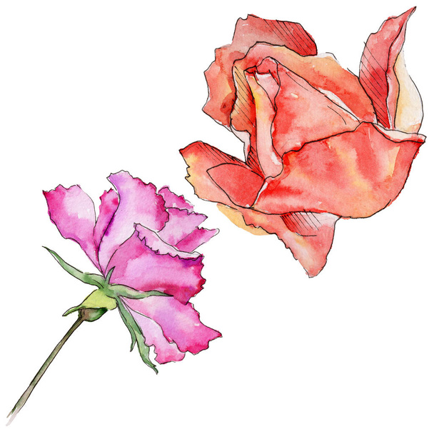 Wildflower rose flower in a watercolor style isolated. - Foto, Imagen