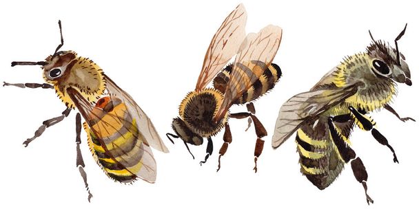 Экзотические пчелы дикие насекомые в акварельном стиле изолированы
. - Фото, изображение