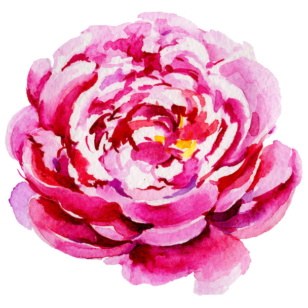 Wildblume Pfingstrose Blume in einem Aquarell-Stil isoliert. - Foto, Bild