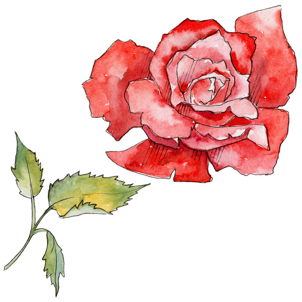 Wildflower rose flower in a watercolor style isolated. - Фото, зображення