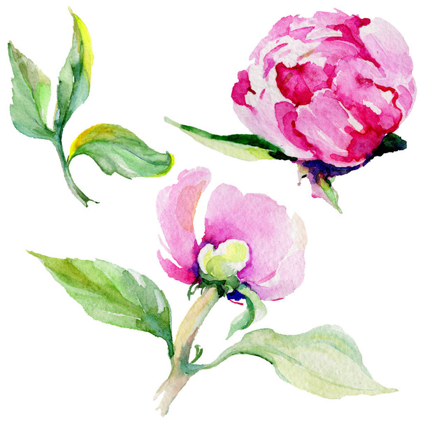 Wildflower peony flower in a watercolor style isolated. - Foto, imagen