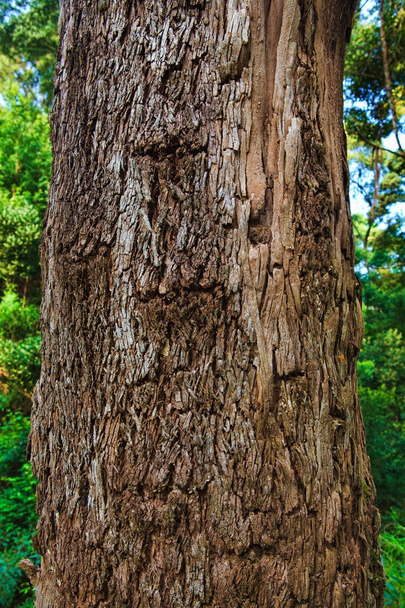 Closeup of the bark of an old tree - Фото, зображення