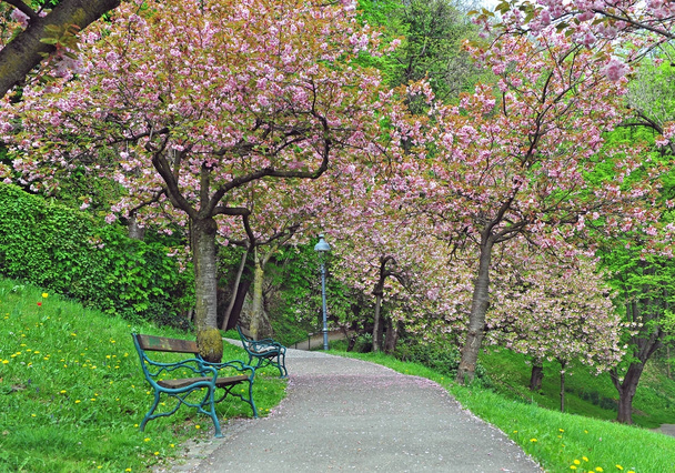Des arbres printaniers en fleurs dans le parc
 - Photo, image