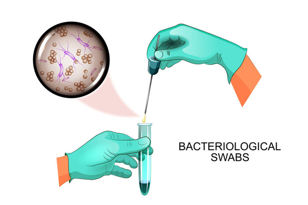 bacteriological swabs. Microbiology - Vector, Image