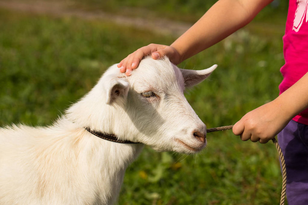 Little Girl Holding Leash And Stroking Goat On Meadow. - Photo, Image