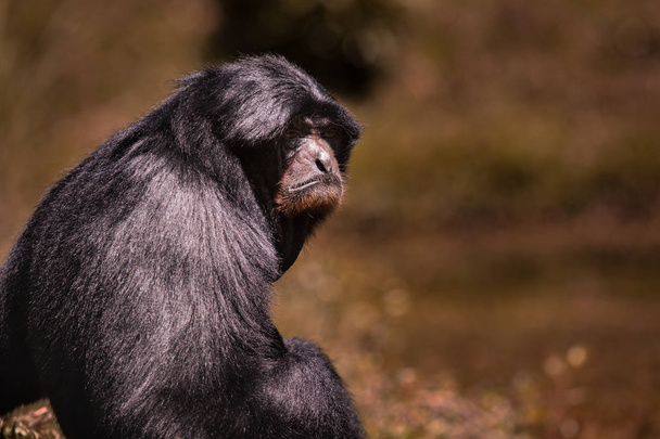 cara de retrato de siamang gibbon contra fondo borroso
 - Foto, Imagen