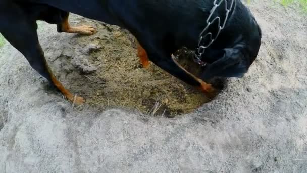 Доберман копает песок, собака копает.
 - Кадры, видео