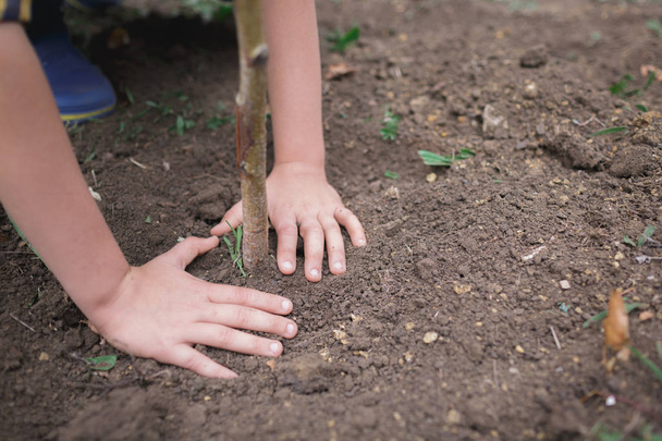 Close-up image of male hands planting tree into the soil. - Foto, Bild