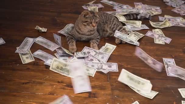 the cat of the rich - Filmmaterial, Video