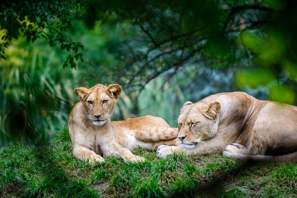 Dos leones hembra
 - Foto, Imagen